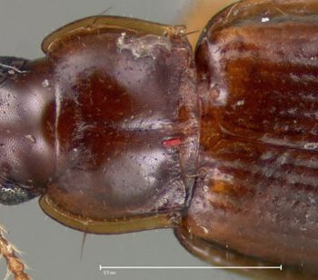 Media type: image;   Entomology 33055 Aspect: pronotum dorsal